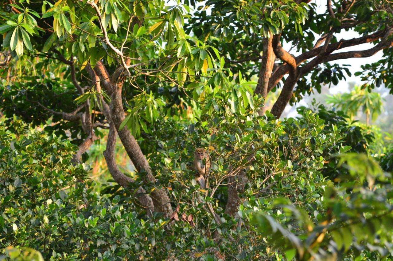 Tabula Rasa Resort & Spa Habaraduwa Central Eksteriør bilde